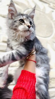 Koťátka s PP Maine Coon Mainská Mývalí - 7