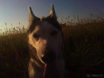 Sibiřský husky kira, prosím přečtěte si popis - 7