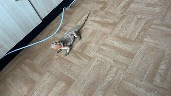 Prodám Agamu a chameleona - 7