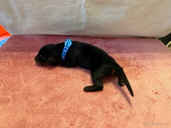 Stenata dobermana s pp - 7