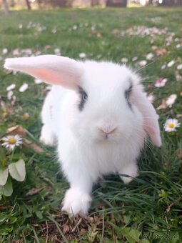 Zakrslý beránek - 7