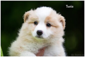 Border Collie, Border Kolia s PP FCI barva ee red - 7