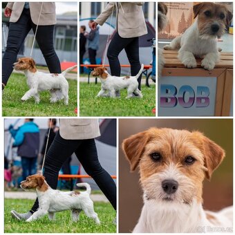 Jack Russell teriér ( Rusel teriér) s PP - 7
