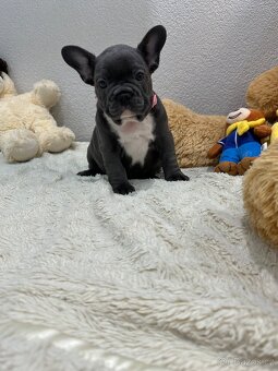 Francouzský buldoček modry - 7