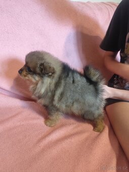 Štěňátka špic pomeranian - 7