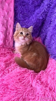 Sibiřská kočka s PP - 7