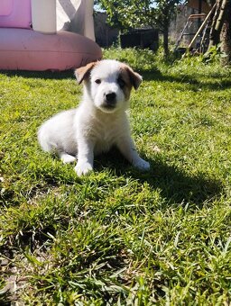 Jack Russell teriér - 7
