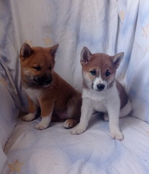 Shiba inu - 7