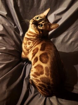 BENGÁLSKÁ KOČKA - kočička s PP - 7