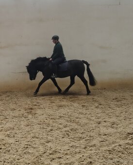 Huculský hřebec - 7