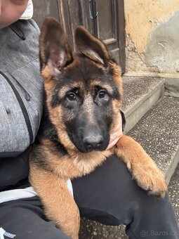 Štěňata Německého ovčáka s PP - 7