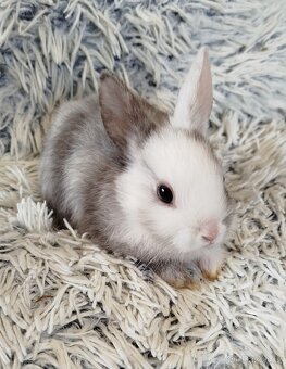 Zakrslý krátkouchý - 7