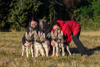 Československý vlčák s PP - 7