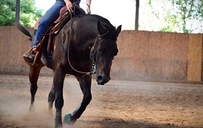 American quarter horse hřebeček - 7