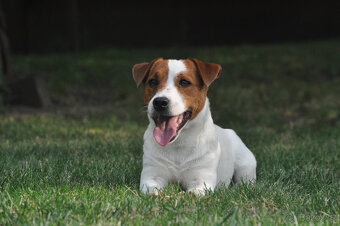 štěňata Jack Russell teriéra s PP - 7