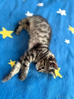 Murinda, holka , 3 měsíců stará - 7