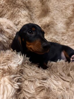 Jezevčík hladkosrstý trpasličí - 7