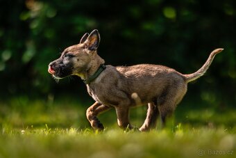 Belgický ovčák - Malinois s PP - 7