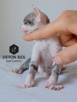 Devon rex - 7