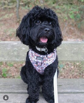 Cavapoo s pp, registrací - 7