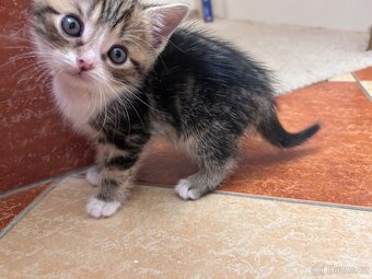 6 Rozkošných Koťátek (Máma Britka s PP x Pouliční Elegán) - 7