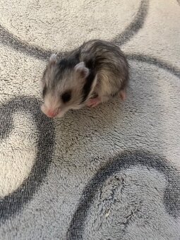 Křeček syrský - 7