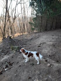 Pes na krytí Kavalier - 7