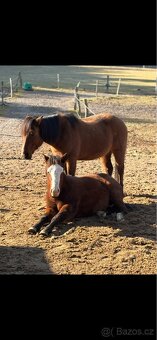 Kobylka 1,5 roku Appa x kříženec - 7