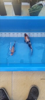 Prodam KOI pouze uznavane variery - 7