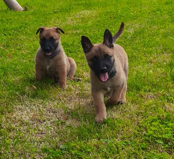 Belgický ovčák malinois s PP - 7