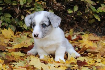 Welsh corgi cardigan s PP - 7