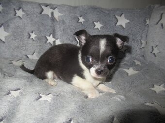 Čivava štěňátka - 7