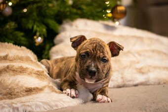 Americký stafordšírský teriér - 7