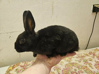Zakrslý králíček - 7