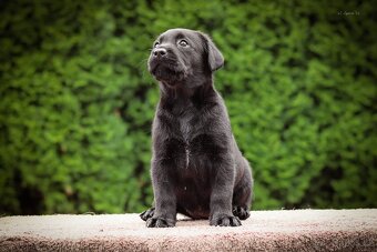 Štěňata - podzim 2025 - labradorský retriever s PP - 7