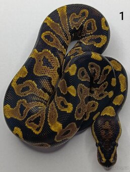 Krajta královská/ Python regius - 7