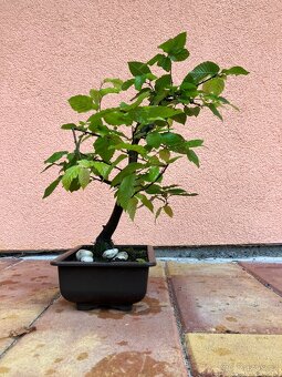 Bonsai, Bonsaj, jamadori, habr - 7