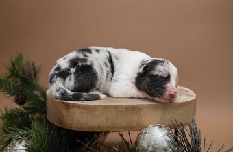 Australský ovčák s průkazem původu - 7