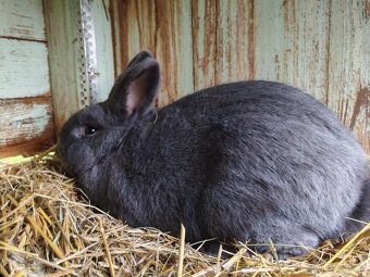 Holíčský modrý - 7