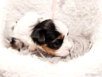 Yorkshire Terrier Black and tan, Biewer, Biro s PP - 7