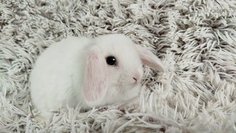 Zakrslý beránek, králíček, králík - TIMIÁN - 7