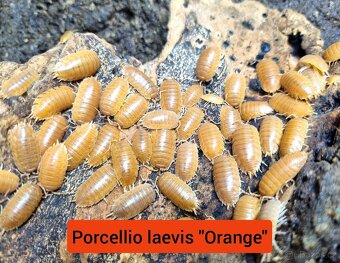 Stinky - isopody - 7