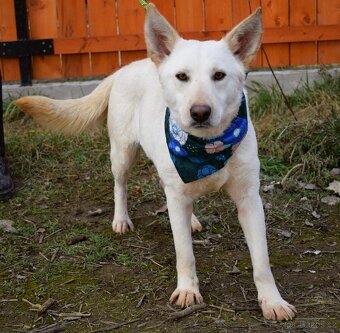 NAIMA K ADOPCI - 1 ROK, NĚŽNÁ, MILÁ, VHODNÁ K DĚTEM - 7