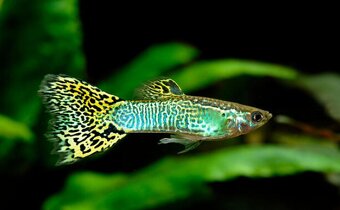 Corydoras gold laser - cw010 - 7