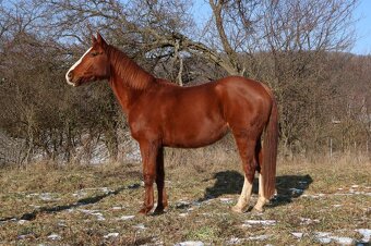 Líbivý, charakterní valach - 7