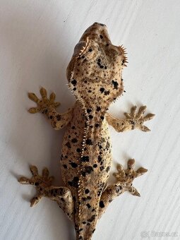 Pagekon řasnatý- Correlophus ciliatus - 7