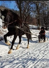Připouštění Welsh cob - D - 7