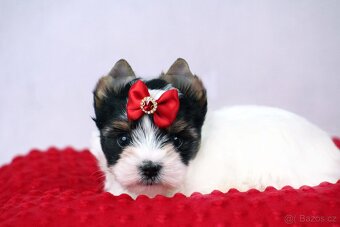biewer yorkshire terrier s PP IHR - 7
