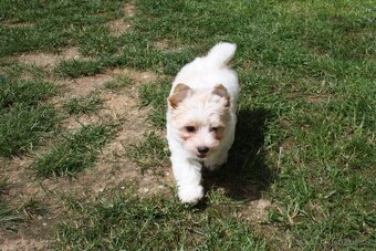 Yorkshire Terrier Golddust – štěňátka k odběru ihned - 7