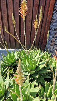 kaktus aloe - průměr rostliny 110 cm, krásně bohatě  kvete - 7